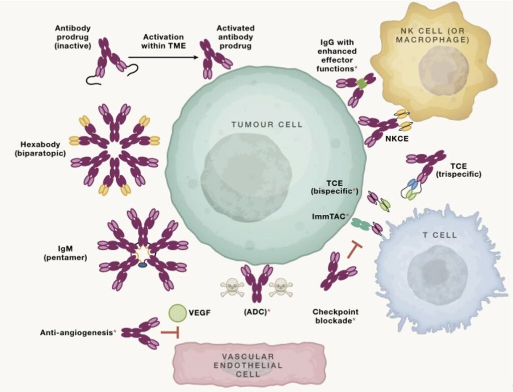 Alfa Cytology Launches Innovative Bladder Cancer Therapeutic Antibody Development Services