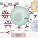 Alfa Cytology Launches Innovative Bladder Cancer Therapeutic Antibody Development Services