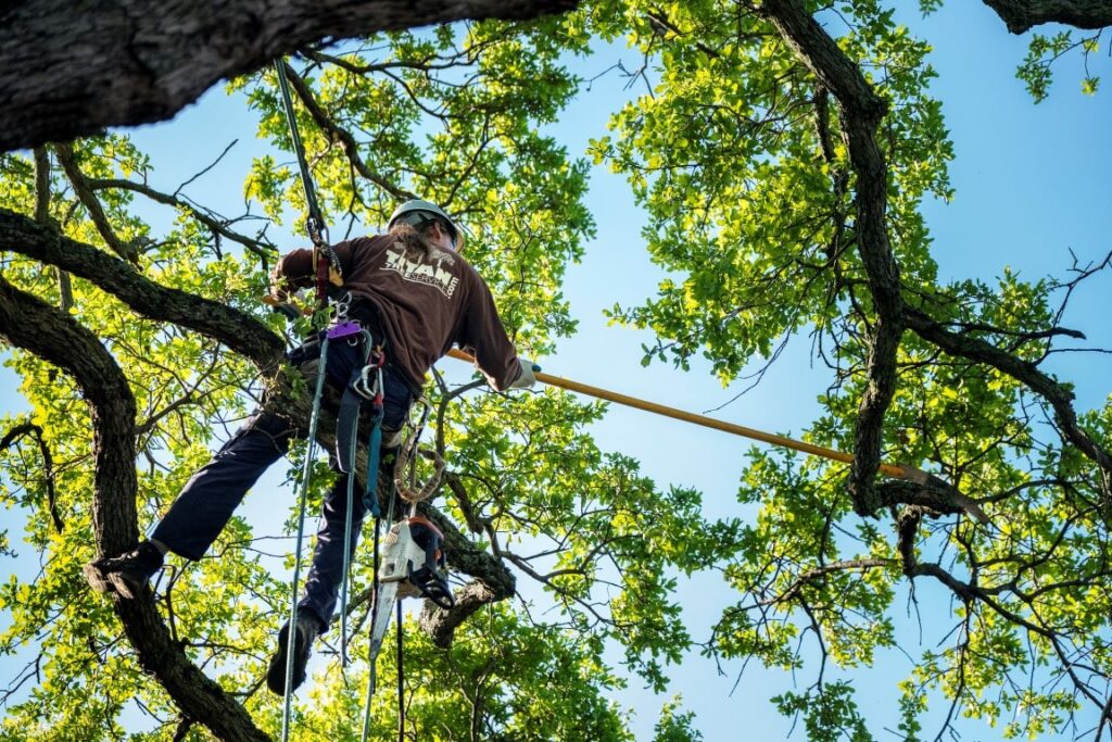 Top-Rated Affordable Tree Service Houston for All Your Needs