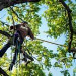 Top-Rated Affordable Tree Service Houston for All Your Needs