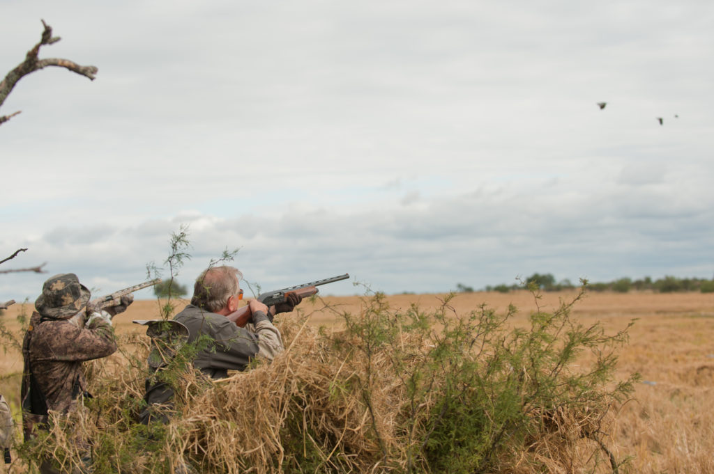 Hunting Doves During Peak Migration: Strategies for Success